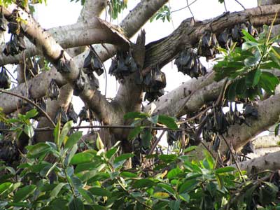 Fruit Bats