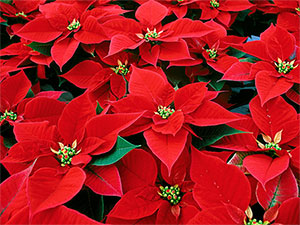 Poinsettia